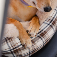 Banquette De Voyage Pour Chien – Confortable Et Facile À Installer